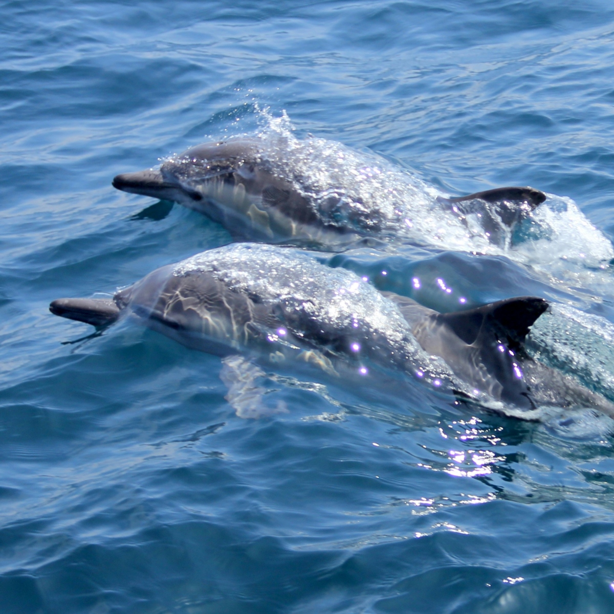 Private Sunset Cruise & Dolphin Watch in Port Aransas