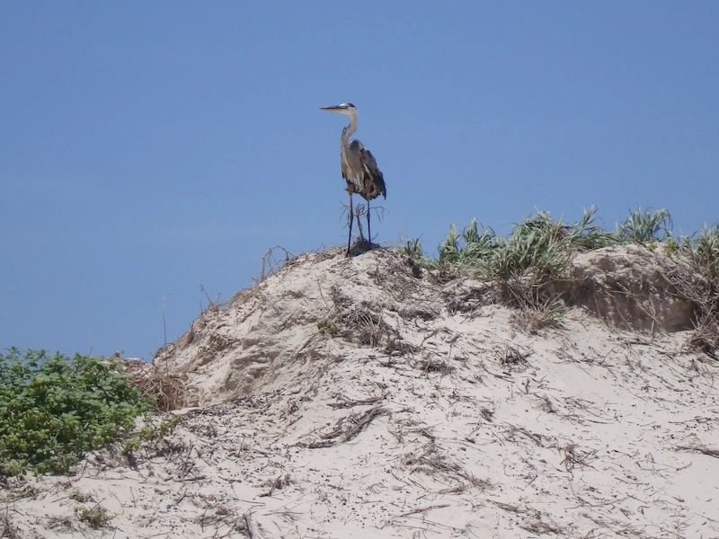 What to Expect in Port Aransas This Fall 2024