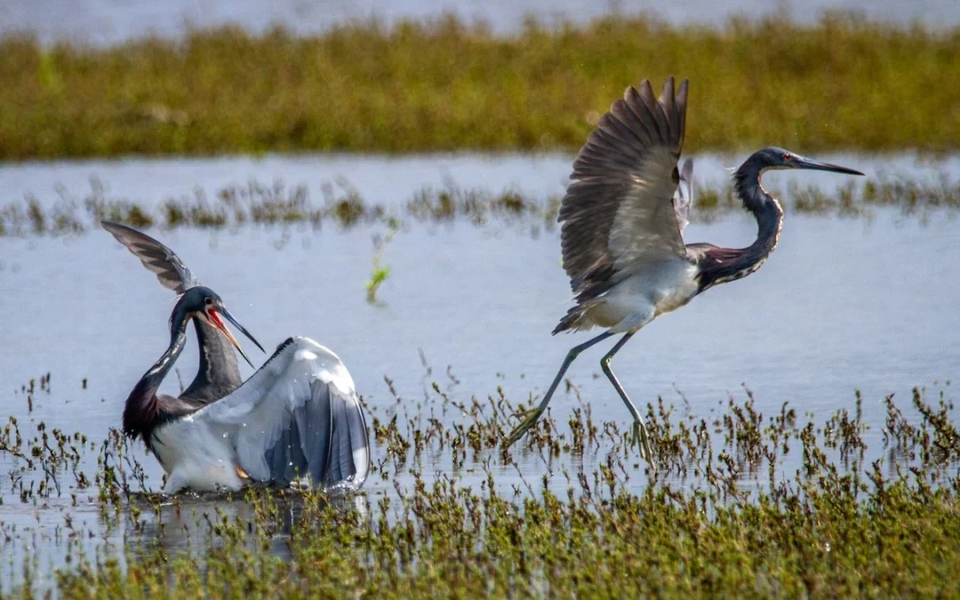 Bird Species to Look Out For in Port Aransas